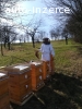 Prodej oddělků i včelstev